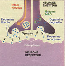 Illustration du fonctionnement du cerveau pendant le sevrage des addictions